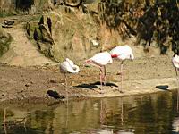 Flamands roses, Phoenicopterus roseus (ord Phoenicopteriformes) (fam Phoenicopterides) (Photo F. Mrugala) (03)